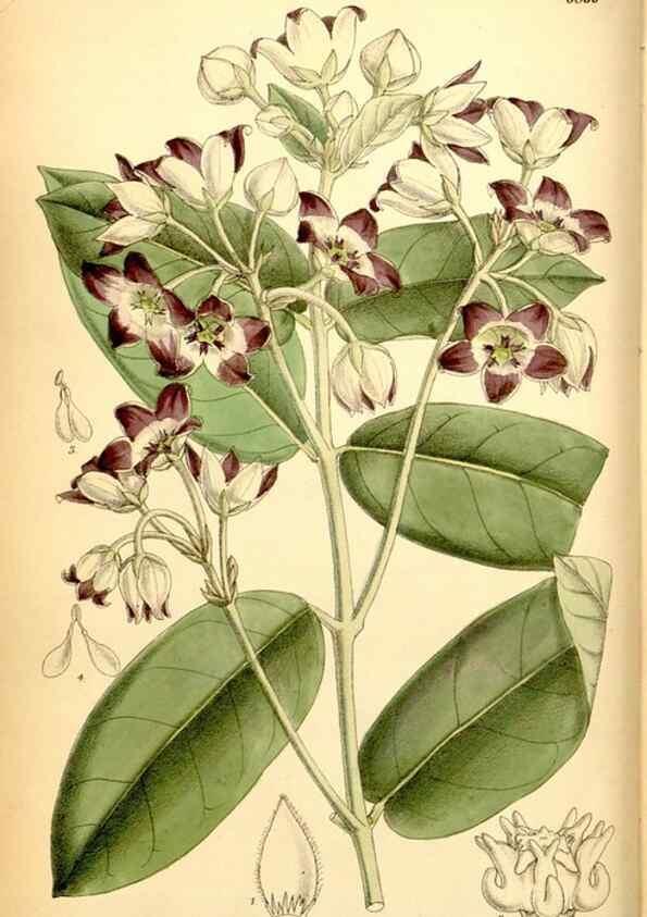 Reproducción/Reproduction 34573846684: Curtis's botanical magazine.. London ; New York [etc.] :Academic Press [etc.]