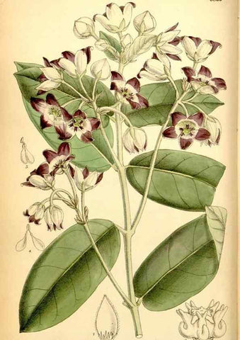 Reproducción/Reproduction 34573846684: Curtis's botanical magazine.. London ; New York [etc.] :Academic Press [etc.]