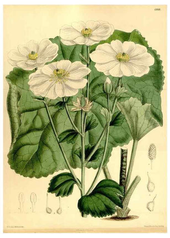 Reproducción/Reproduction 35249241672: Curtis's botanical magazine.. London ; New York [etc.] :Academic Press [etc.]