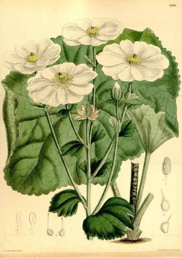 Reproducción/Reproduction 35249241672: Curtis's botanical magazine.. London ; New York [etc.] :Academic Press [etc.]