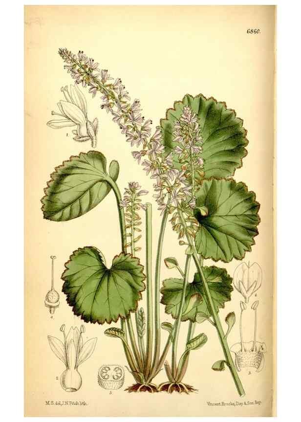 Reproducción/Reproduction 35249167162: Curtis's botanical magazine.. London ; New York [etc.] :Academic Press [etc.]