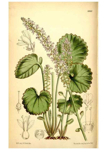 Reproducción/Reproduction 35249167162: Curtis's botanical magazine.. London ; New York [etc.] :Academic Press [etc.]