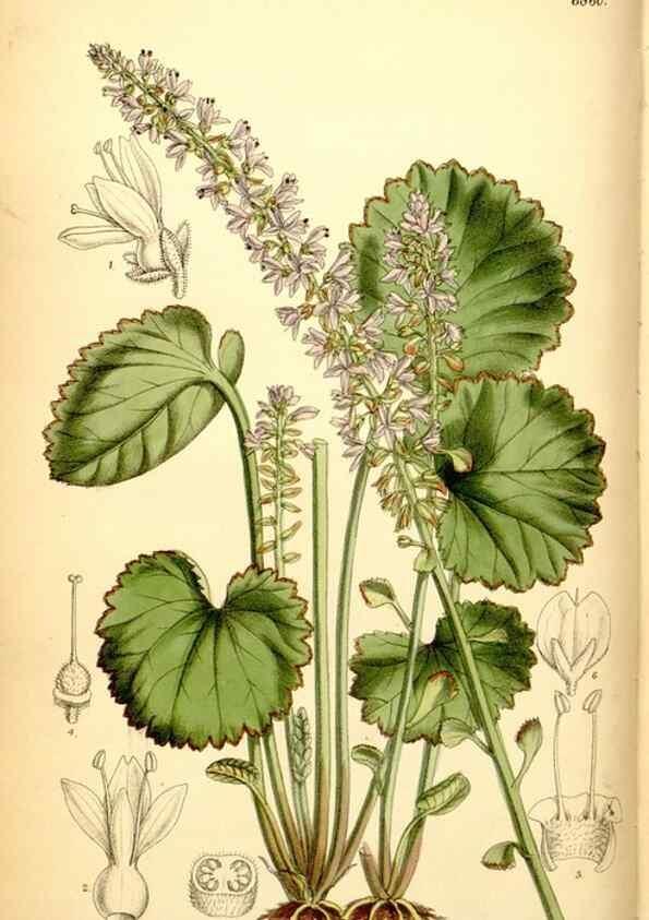 Reproducción/Reproduction 35249167162: Curtis's botanical magazine.. London ; New York [etc.] :Academic Press [etc.]