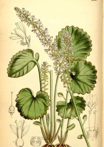 Reproducción/Reproduction 35249167162: Curtis's botanical magazine.. London ; New York [etc.] :Academic Press [etc.]