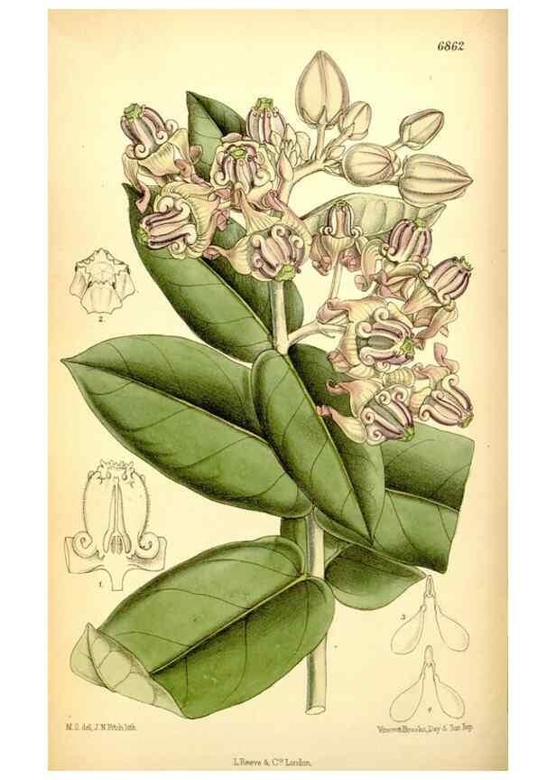 Reproducción/Reproduction 35415693195: Curtis's botanical magazine.. London ; New York [etc.] :Academic Press [etc.]