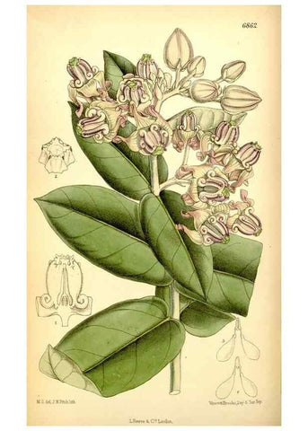 Reproducción/Reproduction 35415693195: Curtis's botanical magazine.. London ; New York [etc.] :Academic Press [etc.]