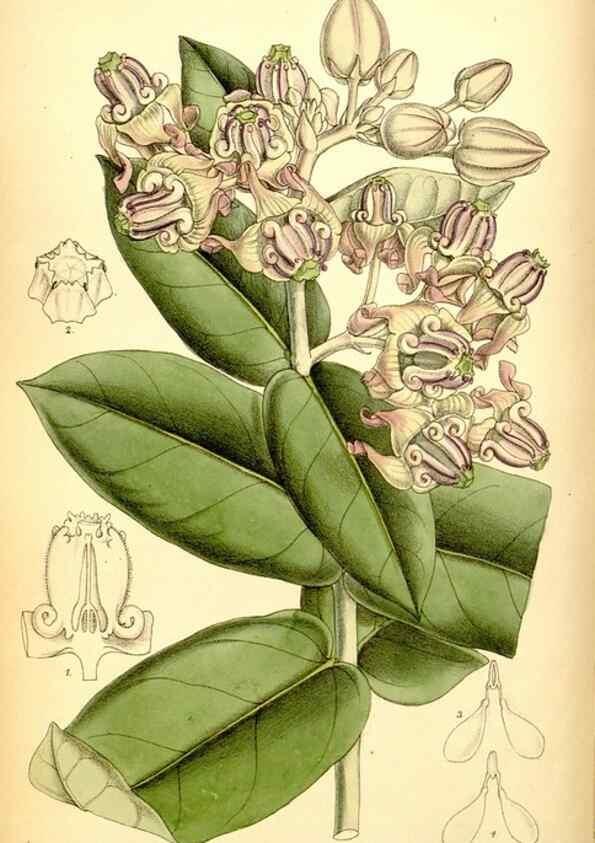Reproducción/Reproduction 35415693195: Curtis's botanical magazine.. London ; New York [etc.] :Academic Press [etc.]