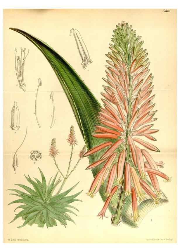 Reproducción/Reproduction 34606079513: Curtis's botanical magazine.. London ; New York [etc.] :Academic Press [etc.]