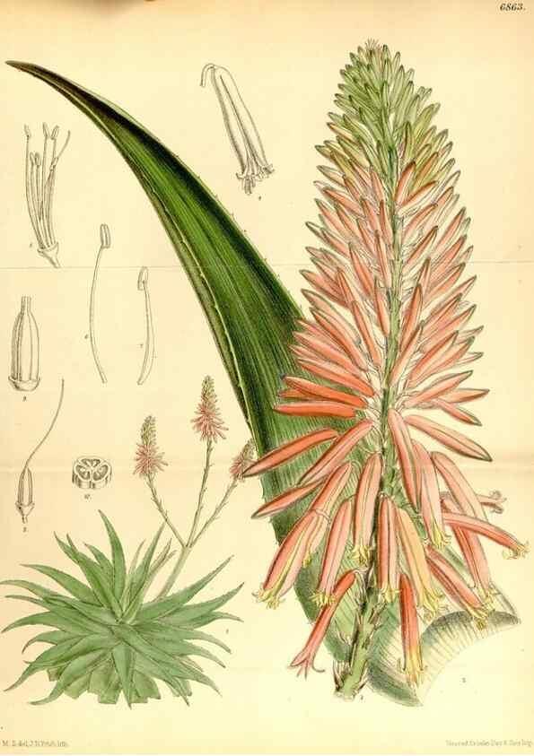 Reproducción/Reproduction 34606079513: Curtis's botanical magazine.. London ; New York [etc.] :Academic Press [etc.]