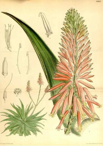 Reproducción/Reproduction 34606079513: Curtis's botanical magazine.. London ; New York [etc.] :Academic Press [etc.]