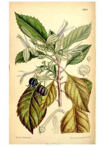 Reproducción/Reproduction 35376274106: Curtis's botanical magazine.. London ; New York [etc.] :Academic Press [etc.]