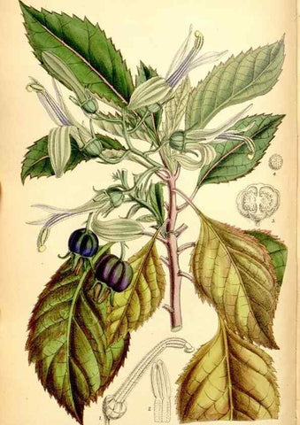 Reproducción/Reproduction 35376274106: Curtis's botanical magazine.. London ; New York [etc.] :Academic Press [etc.]