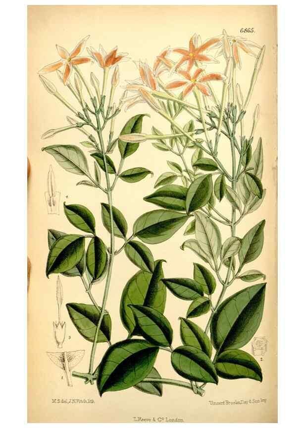 Reproducción/Reproduction 35376275776: Curtis's botanical magazine.. London ; New York [etc.] :Academic Press [etc.]