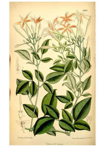 Reproducción/Reproduction 35376275776: Curtis's botanical magazine.. London ; New York [etc.] :Academic Press [etc.]