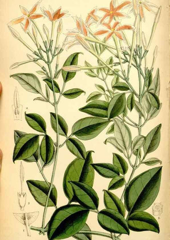 Reproducción/Reproduction 35376275776: Curtis's botanical magazine.. London ; New York [etc.] :Academic Press [etc.]