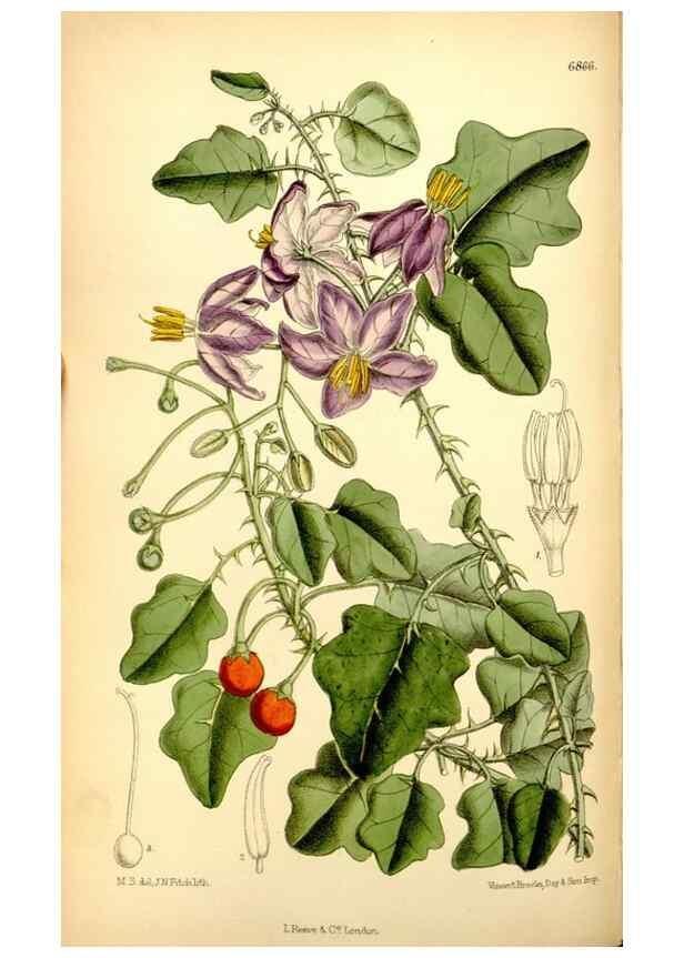 Reproducción/Reproduction 34606086933: Curtis's botanical magazine.. London ; New York [etc.] :Academic Press [etc.]