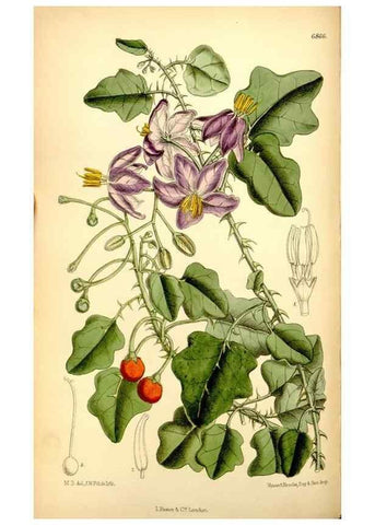 Reproducción/Reproduction 34606086933: Curtis's botanical magazine.. London ; New York [etc.] :Academic Press [etc.]