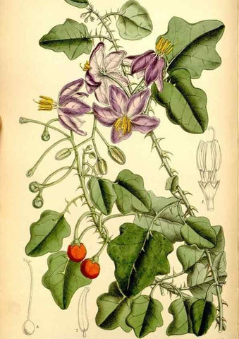 Reproducción/Reproduction 34606086933: Curtis's botanical magazine.. London ; New York [etc.] :Academic Press [etc.]