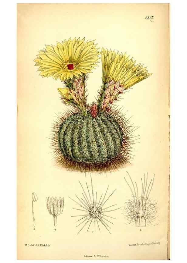 Reproducción/Reproduction 35286086061: Curtis's botanical magazine.. London ; New York [etc.] :Academic Press [etc.]