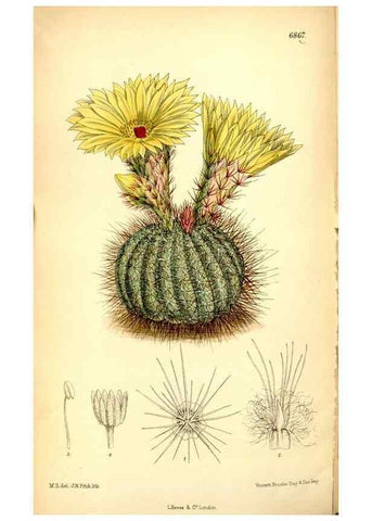 Reproducción/Reproduction 35286086061: Curtis's botanical magazine.. London ; New York [etc.] :Academic Press [etc.]