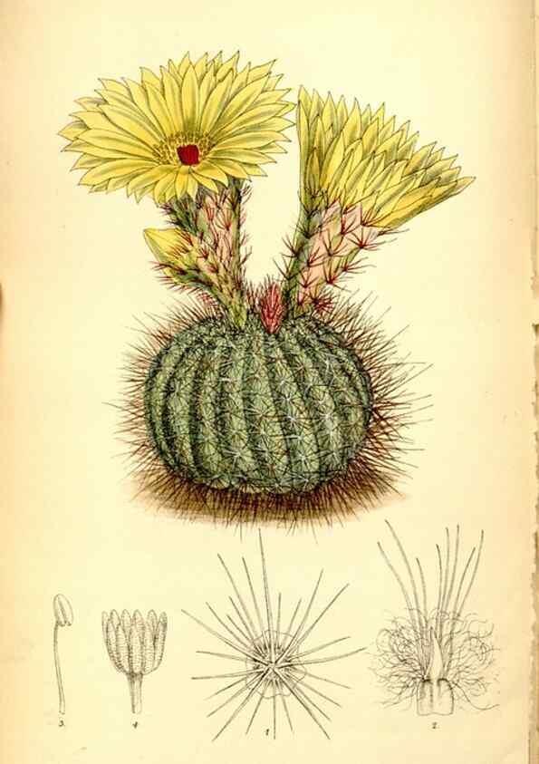 Reproducción/Reproduction 35286086061: Curtis's botanical magazine.. London ; New York [etc.] :Academic Press [etc.]