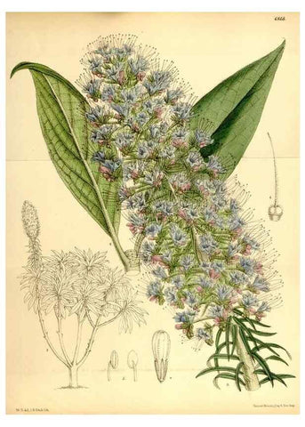 Reproducción/Reproduction 35249189152: Curtis's botanical magazine.. London ; New York [etc.] :Academic Press [etc.]