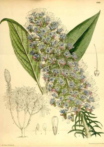 Reproducción/Reproduction 35249189152: Curtis's botanical magazine.. London ; New York [etc.] :Academic Press [etc.]