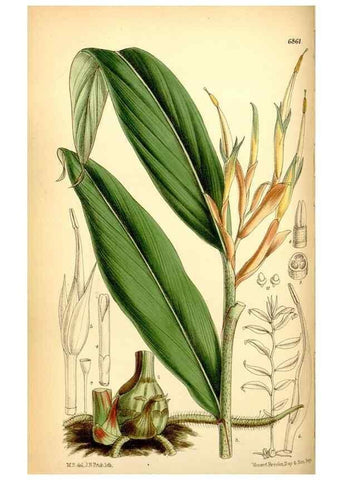 Reproducción/Reproduction 35415691385: Curtis's botanical magazine.. London ; New York [etc.] :Academic Press [etc.]