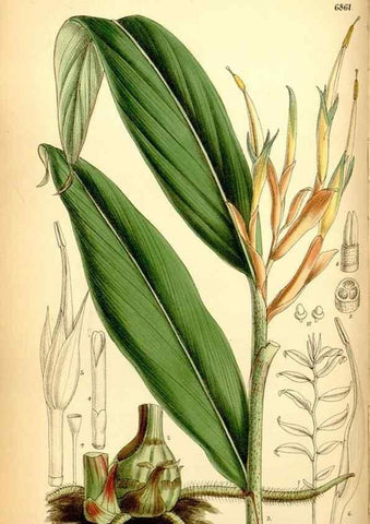 Reproducción/Reproduction 35415691385: Curtis's botanical magazine.. London ; New York [etc.] :Academic Press [etc.]