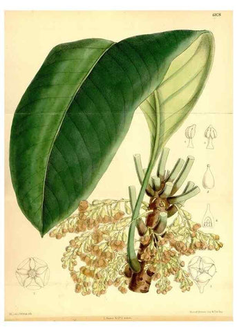 Reproducción/Reproduction 35029667670: Curtis's botanical magazine.. London ; New York [etc.] :Academic Press [etc.]