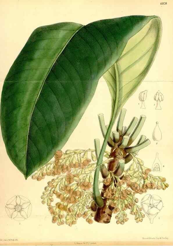 Reproducción/Reproduction 35029667670: Curtis's botanical magazine.. London ; New York [etc.] :Academic Press [etc.]
