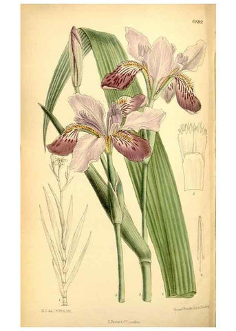 Reproducción/Reproduction 35286111351: Curtis's botanical magazine.. London ; New York [etc.] :Academic Press [etc.]