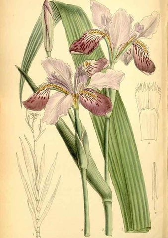 Reproducción/Reproduction 35286111351: Curtis's botanical magazine.. London ; New York [etc.] :Academic Press [etc.]