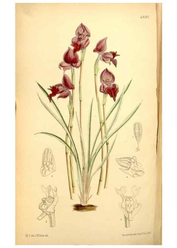 Reproducción/Reproduction 34606127683: Curtis's botanical magazine.. London ; New York [etc.] :Academic Press [etc.]