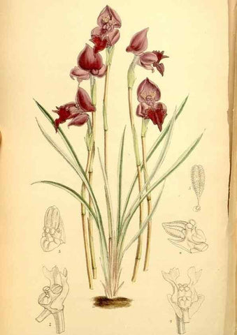 Reproducción/Reproduction 34606127683: Curtis's botanical magazine.. London ; New York [etc.] :Academic Press [etc.]