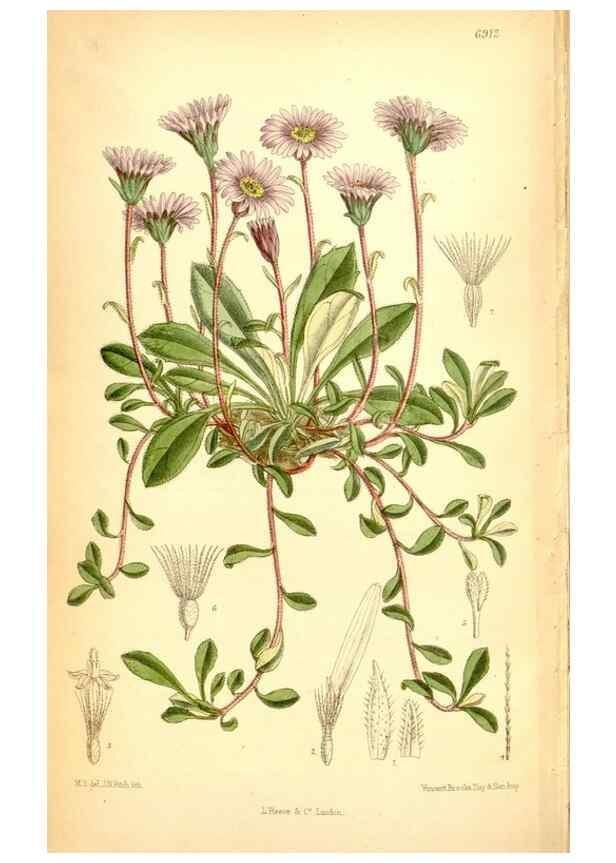 Reproducción/Reproduction 35286166881: Curtis's botanical magazine.. London ; New York [etc.] :Academic Press [etc.]