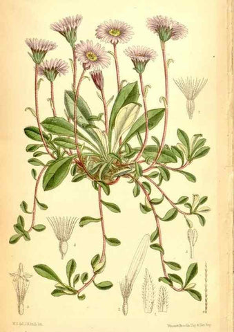Reproducción/Reproduction 35286166881: Curtis's botanical magazine.. London ; New York [etc.] :Academic Press [etc.]