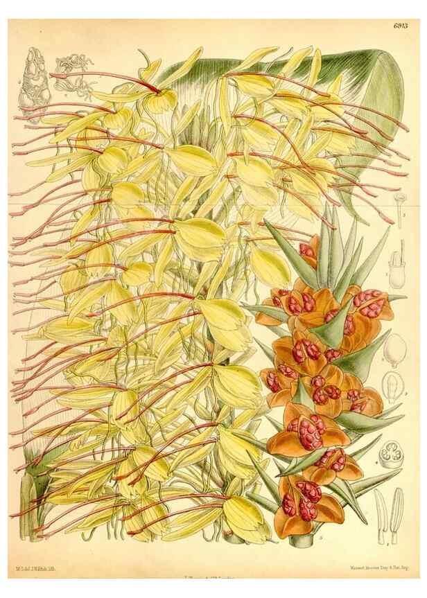 Reproducción/Reproduction 35250237042: Curtis's botanical magazine.. London ; New York [etc.] :Academic Press [etc.]