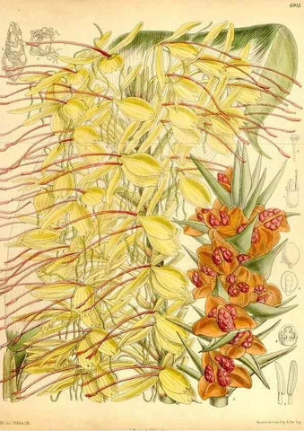 Reproducción/Reproduction 35250237042: Curtis's botanical magazine.. London ; New York [etc.] :Academic Press [etc.]