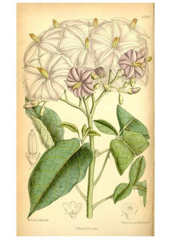 Reproducción/Reproduction 35250239972: Curtis's botanical magazine.. London ; New York [etc.] :Academic Press [etc.]