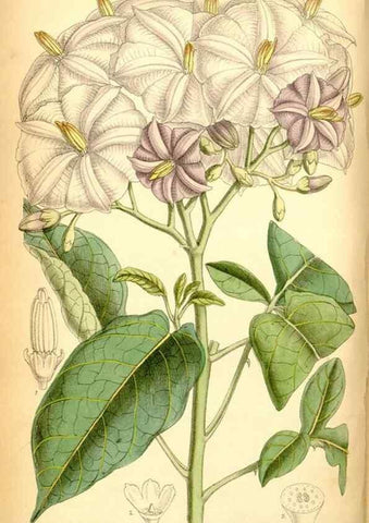 Reproducción/Reproduction 35250239972: Curtis's botanical magazine.. London ; New York [etc.] :Academic Press [etc.]