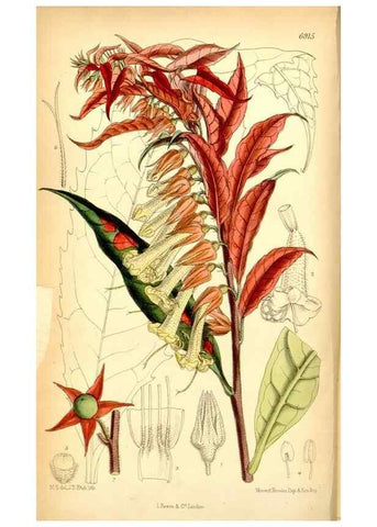Reproducción/Reproduction 35416669435: Curtis's botanical magazine.. London ; New York [etc.] :Academic Press [etc.]