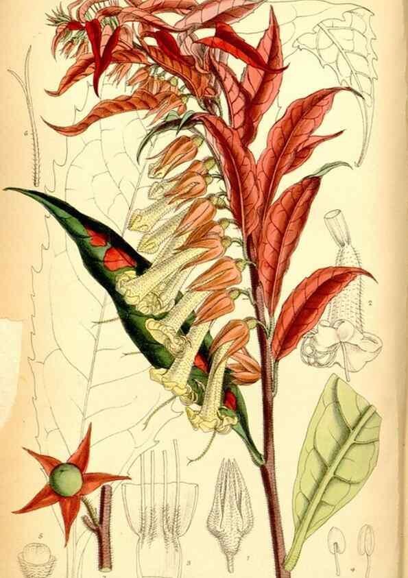 Reproducción/Reproduction 35416669435: Curtis's botanical magazine.. London ; New York [etc.] :Academic Press [etc.]