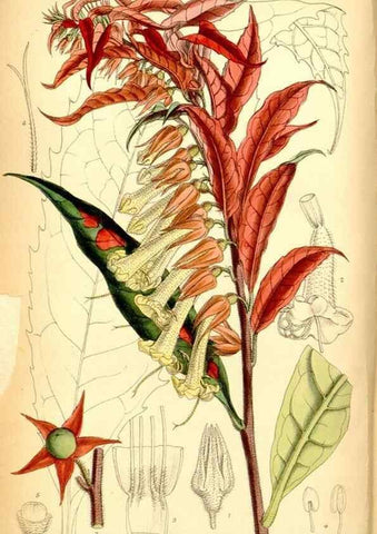 Reproducción/Reproduction 35416669435: Curtis's botanical magazine.. London ; New York [etc.] :Academic Press [etc.]