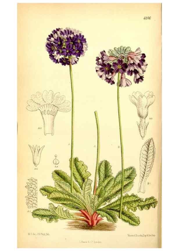 Reproducción/Reproduction 35416672165: Curtis's botanical magazine.. London ; New York [etc.] :Academic Press [etc.]