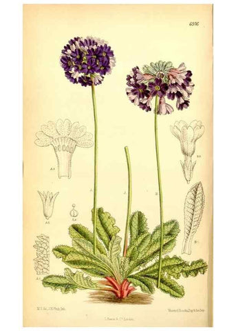 Reproducción/Reproduction 35416672165: Curtis's botanical magazine.. London ; New York [etc.] :Academic Press [etc.]