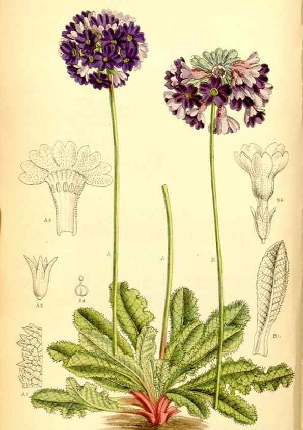 Reproducción/Reproduction 35416672165: Curtis's botanical magazine.. London ; New York [etc.] :Academic Press [etc.]