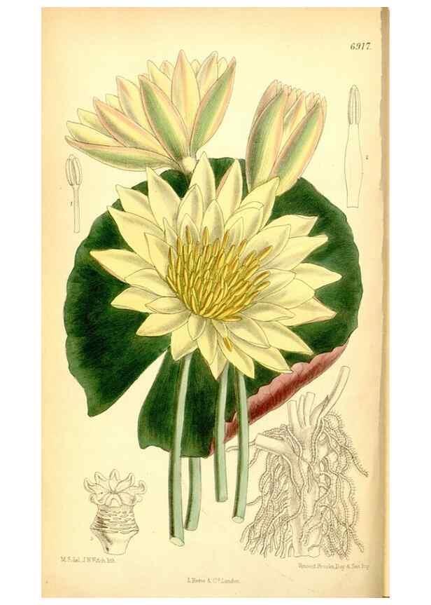 Reproducción/Reproduction 35416674385: Curtis's botanical magazine.. London ; New York [etc.] :Academic Press [etc.]
