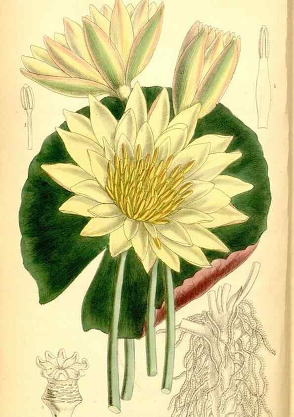 Reproducción/Reproduction 35416674385: Curtis's botanical magazine.. London ; New York [etc.] :Academic Press [etc.]