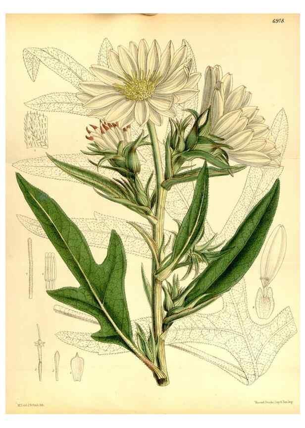 Reproducción/Reproduction 34607101983: Curtis's botanical magazine.. London ; New York [etc.] :Academic Press [etc.]